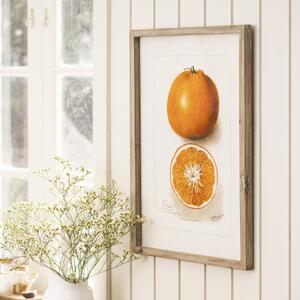 Obraz v rámu Citrus Fruits 45 x 60 cm Pomeranč
