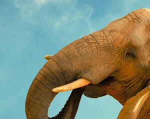 Malvis Sloní rovnováha Velikost: 170x100 cm