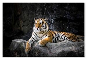 Jednodílný obraz tygr Velikost (šířka x výška): 30x20 cm