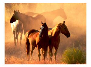 Fototapeta koně + lepidlo ZDARMA Velikost (šířka x výška): 300x231 cm