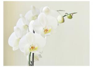 Murando DeLuxe Fototapeta Bílá něžná orchidej Rozměry (š x v) a Typ: 200x154 cm - vliesové