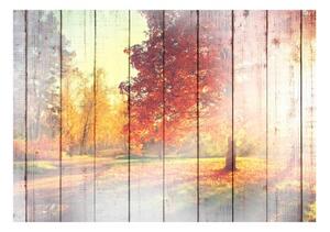 Fototapeta - Autumn Sun