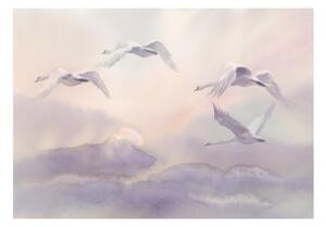 Fototapeta - Flying Swans