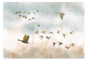 Fototapeta - Golden Geese