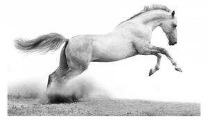 Tapeta bílý kůň + lepidlo ZDARMA Velikost (šířka x výška): 150x116 cm