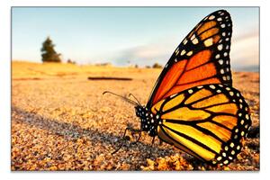 Malvis Obraz žlutý motýl Velikost: 90x60 cm