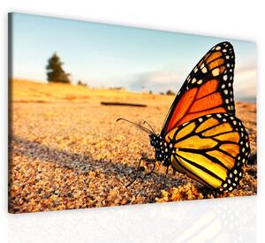 Malvis Obraz žlutý motýl Velikost: 90x60 cm