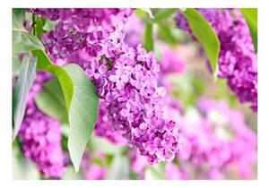 Fototapeta - Lilac flowers