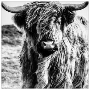 Obraz - Highland - Skotská kráva (30x30 cm)