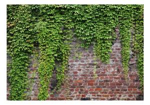 Fototapeta - Brick and ivy
