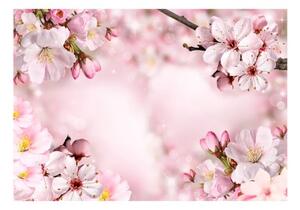 Fototapeta - Spring Cherry Blossom