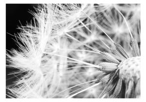 Fototapeta - Black and white dandelion