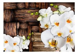 Fototapeta - Blooming orchids