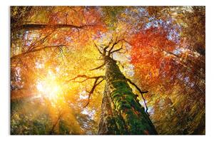 Malvis Obraz lesní velikán Velikost: 90x60 cm