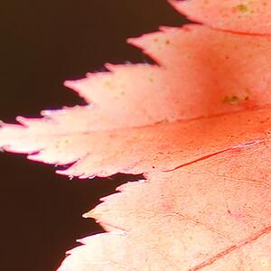 Malvis Kouzlo podzimního listu Velikost: 90x60 cm