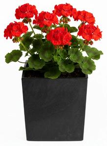 PLASTOVÝ KVĚTINÁČ FLORE 30,5X29,5X29,5 CM IMITACE BETONU ČERNÁ