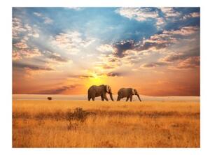 Fototapeta - African savanna elephants