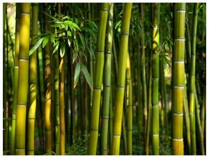 Fototapeta - Asian bamboo forest