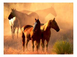 Fototapeta - Wild horses of the steppe
