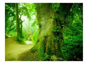 Fototapeta - Forest pathway