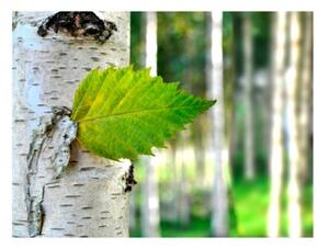 Fototapeta - Birch leaf