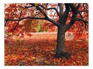Fototapeta - Tree in fall