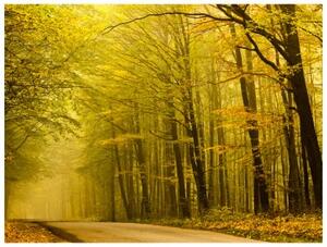Fototapeta - Road in autumn forest