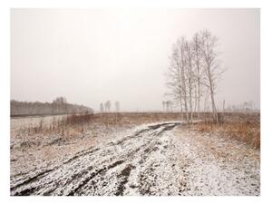 Fototapeta - Winter field