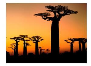 Fototapeta - African baobab trees