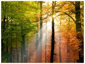 Fototapeta - Beautiful autumn
