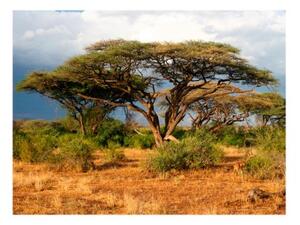Fototapeta - Samburu National Reserve, Kenya