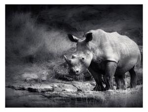 Fototapeta - Rhinoceros lost in reverie