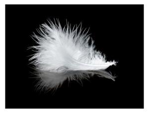 Fototapeta - White feather