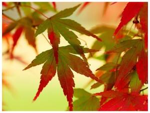 Fototapeta - Colourful leaves