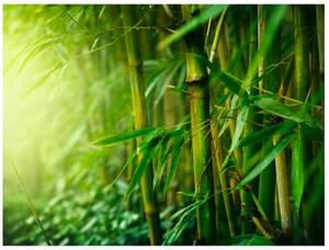 Fototapeta - džungle - bambus