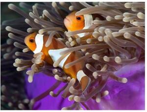 Fototapeta - Clownfish