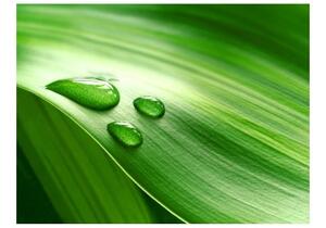 Fototapeta - Leaf and three drops of water