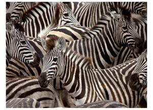 Fototapeta - Herd of zebras