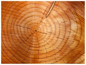 Fototapeta - Annual rings on a tree trunk