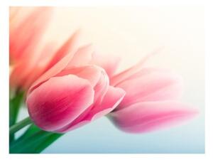 Fototapeta - Jaro a tulipány