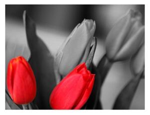 Fototapeta - Red tulips on black and white background