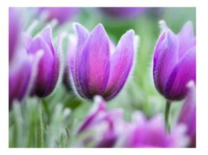 Fototapeta - Purple spring tulips