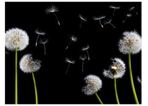 Fototapeta - Dandelions in the wind