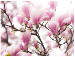 Fototapeta - Magnolia bloosom