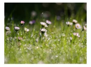Fototapeta - Daisies with morning dew