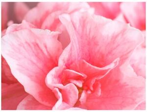Fototapeta - Pink azalea flowers