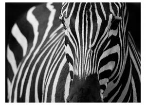 Fototapeta zebra + lepidlo ZDARMA Velikost (šířka x výška): 200x154 cm