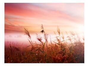 Fototapeta - Morning meadow