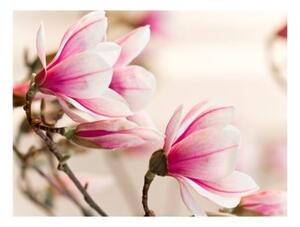 Fototapeta - Branch of magnolia tree