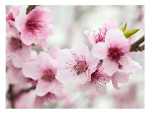 Fototapeta - Spring, blooming tree - pink flowers